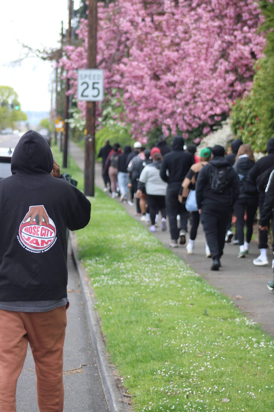 Group walking under cherry blossoms